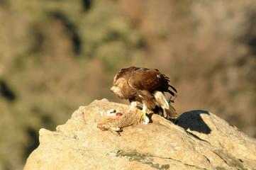 Aguila real en la montaña