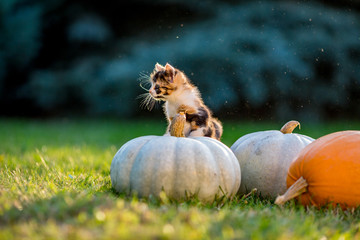 Cute siblings kittens play and sit around pumpkins on green autumn grass on a meadow. Warm evening light, photo shoot in the golden hour on October day shortly before Halloween.