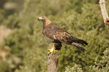 Aguila real en la montaña