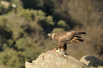 Aguila real en la montaña