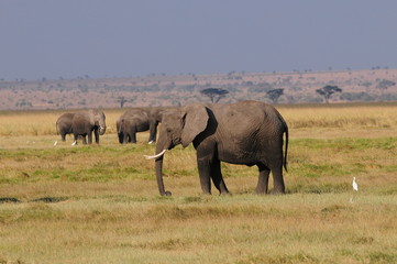 Fototapeta premium elephant