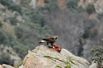 Aguila real en la montaña