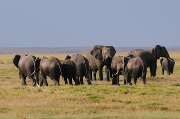 Obraz premium elephant
