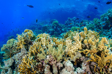 Coral Reef at the Red Sea Egypt