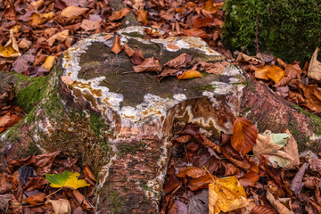 Flechten und Pilze zersetzen einen Baumstumpf