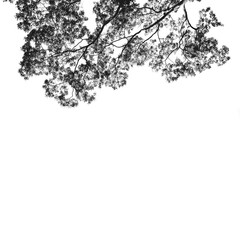 Trees and black leaves for wallpaper (Black and white picture)