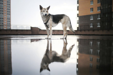 View at a cute Lost mixed breed dog walking in city