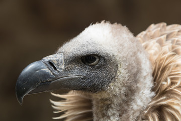 Portrait d'un vautour