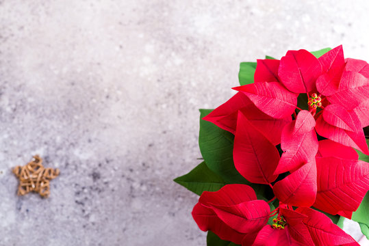 Red poinsettia christmas plant on a stone gray background with copy space. Flat lay. Christmas gift card