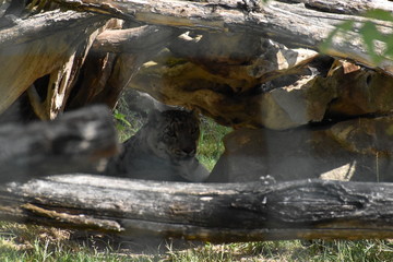 Beauval