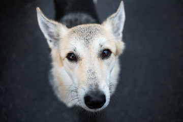 Portrait of a lonely shepherd dog looking at camera