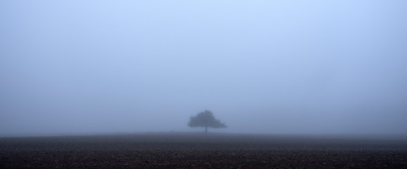 lonely tree in morning mist on plowed field