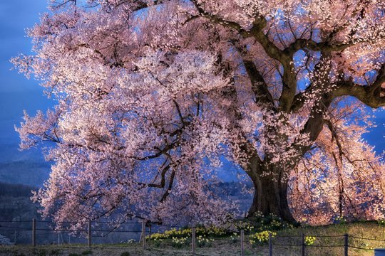 山梨県・韮崎市 わに塚の一本桜のライトアップ