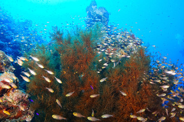 Fototapeta na wymiar School of fish at the Red Sea, Egypt