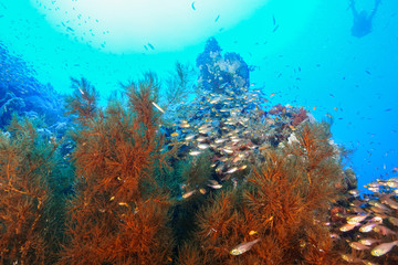 Plakat School of fish at the Red Sea, Egypt
