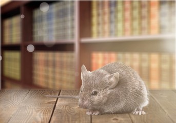 Gray small cute mouse on wooden background