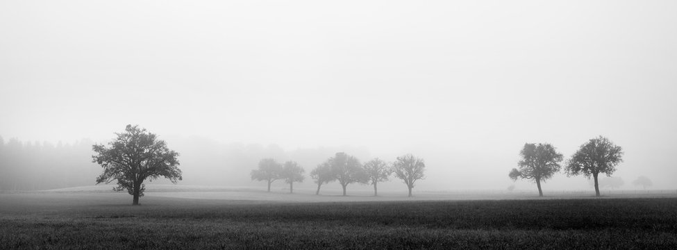 walnut trees on panoramic black and white picture