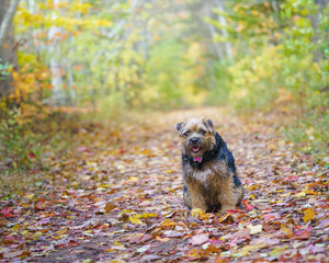 Border terrier pup waiting patiently in the fall leaves.