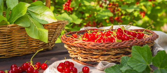 Fresh juicy red currant berries in a wicker basket on a wooden table in the garden on a summer sunny afternoon with a copy space