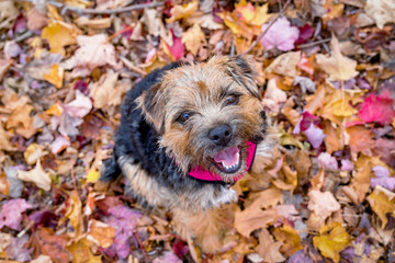Border Terrier sitting happily among the fall leaves.