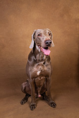 Pointer dog with tongue out looking at camera