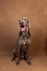 Pointer dog with tongue out looking at camera