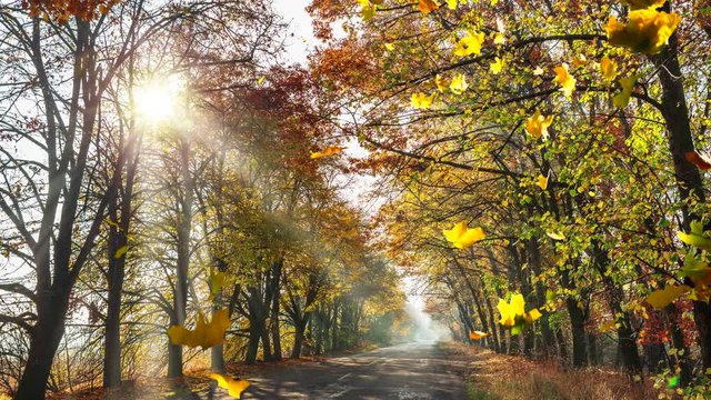 Autumn road with beautiful trees and falling yellow and red leaves.