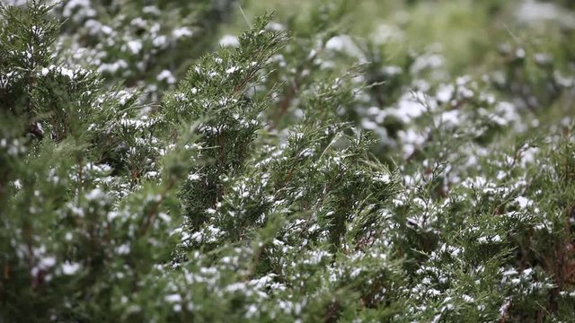 snow wind jumper plant background hd footage