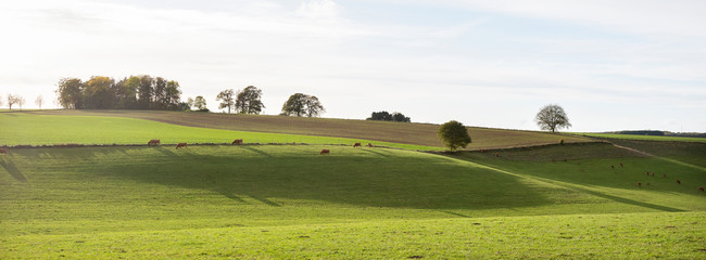 Naklejka premium cows on grassy hills during sunset in luxemburg