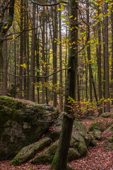 Geheimnissevolle Landschaft des Druidenhaines in der Fränkischen Schweiz