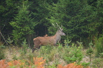 cerf