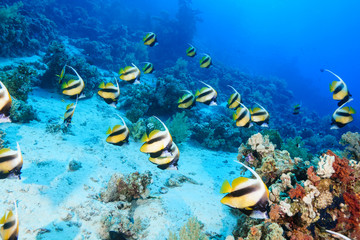 School of Bannerfish at the Red Sea, Egypt