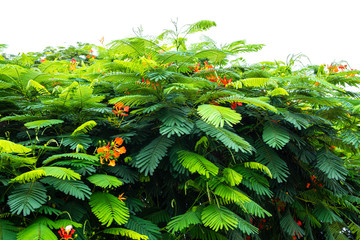 Leaves and flowers of a delonix regia tree
