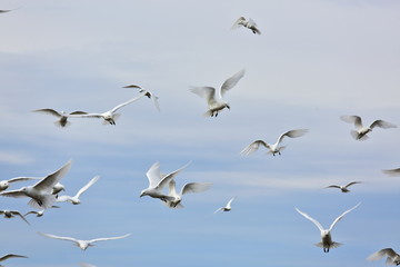 Ivory Gull (Pagophila eburnean) in the Arctic