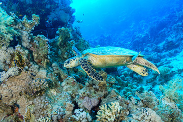 Fototapeta na wymiar Sea Turtle at the Red Sea Egypt