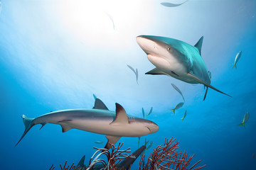 Caribbean reef sharks in clear blue water.