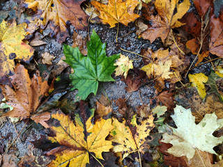 Green maple wet leaf lies on the yellow leaves. Autumn season.