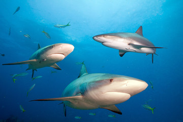 Caribbean reef sharks in clear blue water.
