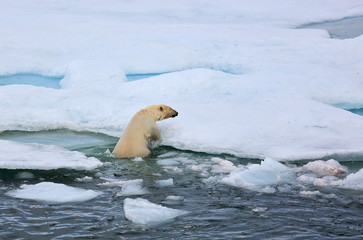Polar bear in natural environment