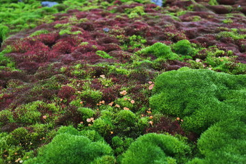 Arctic moss - polar colors - 299308876