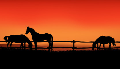 herd of farm horses grazing at meadow behind wooden fence - sunset evening scene on the ranch vector silhouette design