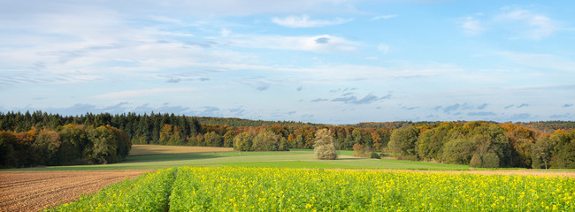 mustard seed field and autumn forest in luxemburg near echternach