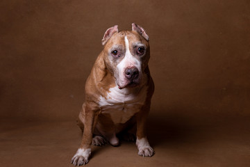 Muscular funny American Staffordshire terrier looking at camera