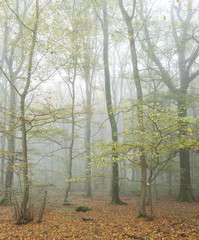 tranquil atmosphere in misty fall forest