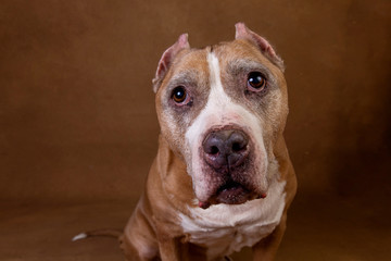 American staffordshire terrier on brown background in studio