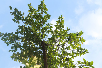  Green leaves with beautiful colors