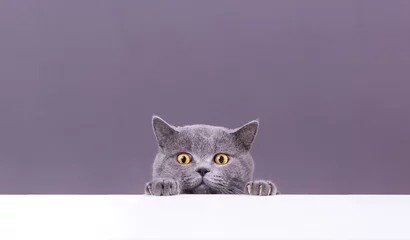 Foto auf Acrylglas beautiful funny grey British cat peeking out from behind a white table with copy space © ViRusian