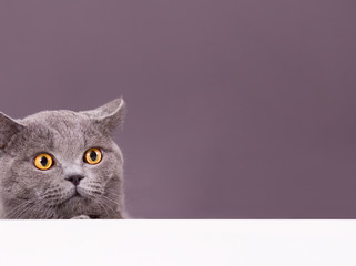 beautiful funny grey British cat peeking out from behind a white table with copy space - obrazy, fototapety, plakaty