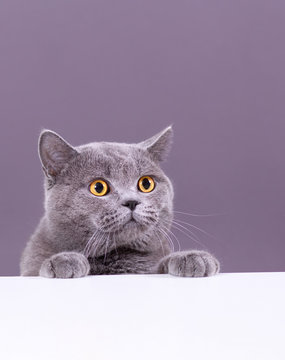 beautiful funny grey British cat peeking out from behind a white table with copy space