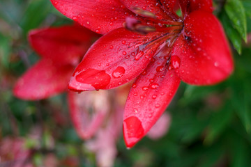 the bright flowers of the garden Lily are covered with water drops